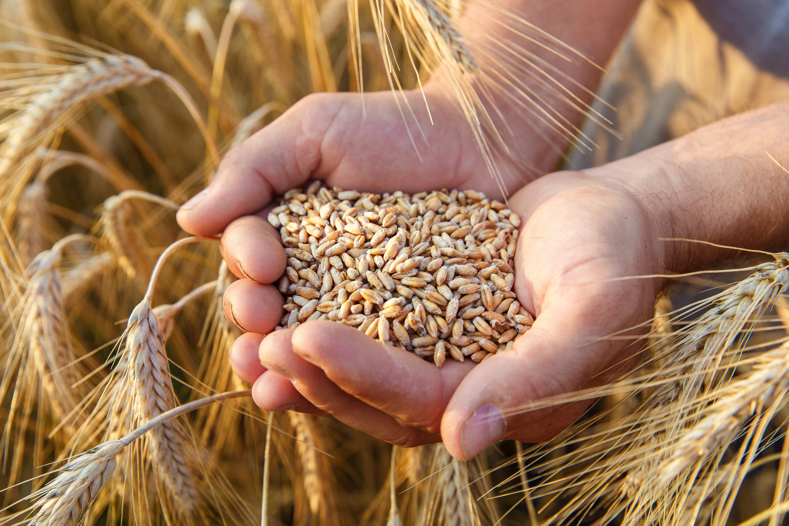 What is Wheat?